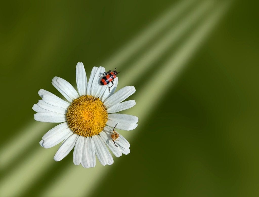 Vital Wellnest Welcome Page